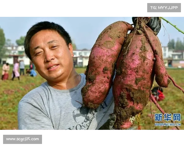 高地红石榴种植与养护的七大技巧助你丰收全年 高地红石榴种植与养护的七大技巧助你丰收全年